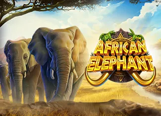 Pragmatic : African Elephant - ZENPLAY77